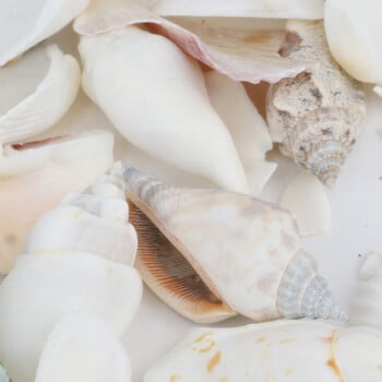 200g/συσκευασία Natural Beach Shell&Conch SeaShells Aquarium Fish Tank Decoration Landscaping