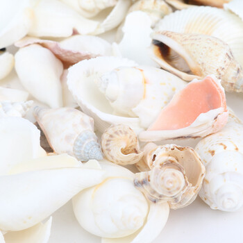 200g/συσκευασία Natural Beach Shell&Conch SeaShells Aquarium Fish Tank Decoration Landscaping