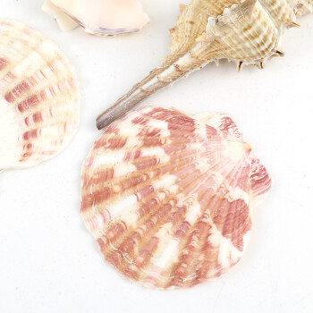 200g/συσκευασία Natural Beach Shell&Conch SeaShells Aquarium Fish Tank Decoration Landscaping