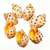 5 vnt Geltonieji Thais Bronni Shells Natūralūs sraigių rezervuarai Akvariumo kraštovaizdžio dekoravimo pavyzdžiai „Pasidaryk pats“ amatai, skirti jūriniam dekoravimui