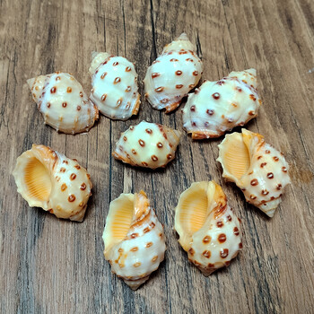 5 ΤΕΜ Yellow Thais Bronni Shells Φυσικό σαλιγκάρι Δεξαμενή ψαριών Ενυδρείο Τοπίο Διακόσμηση Δείγμα DIY Crafts for Nautical Decor