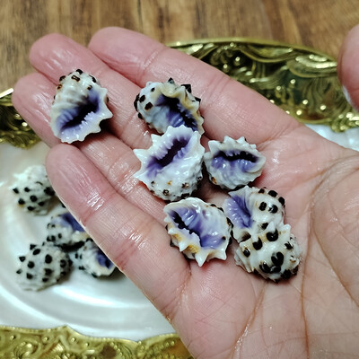 5 vnt Geltonieji Thais Bronni Shells Natūralūs sraigių rezervuarai Akvariumo kraštovaizdžio dekoravimo pavyzdžiai „Pasidaryk pats“ amatai, skirti jūriniam dekoravimui