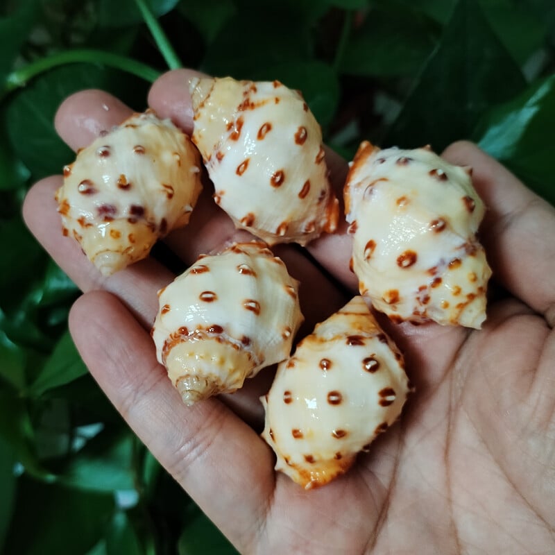 5 vnt Geltonieji Thais Bronni Shells Natūralūs sraigių rezervuarai Akvariumo kraštovaizdžio dekoravimo pavyzdžiai „Pasidaryk pats“ amatai, skirti jūriniam dekoravimui