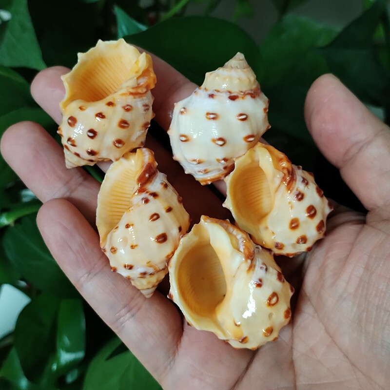 5 vnt Geltonieji Thais Bronni Shells Natūralūs sraigių rezervuarai Akvariumo kraštovaizdžio dekoravimo pavyzdžiai „Pasidaryk pats“ amatai, skirti jūriniam dekoravimui