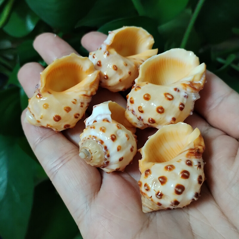 5 vnt Geltonieji Thais Bronni Shells Natūralūs sraigių rezervuarai Akvariumo kraštovaizdžio dekoravimo pavyzdžiai „Pasidaryk pats“ amatai, skirti jūriniam dekoravimui