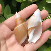 Ερημίτης Αντικατάσταση καβουριού Shell Fish Tank Aquarium Εξωραϊσμός Φυσικό κέλυφος Conch Διακόσμηση σπιτιού