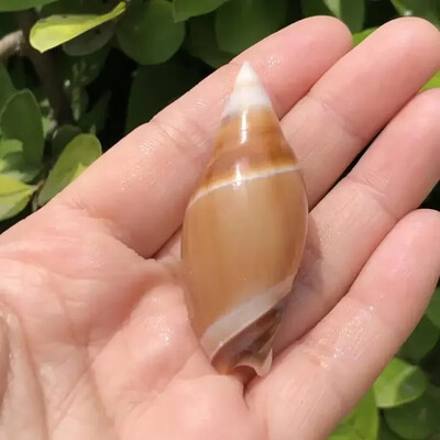 Ερημίτης Αντικατάσταση καβουριού Shell Fish Tank Aquarium Εξωραϊσμός Φυσικό κέλυφος Conch Διακόσμηση σπιτιού