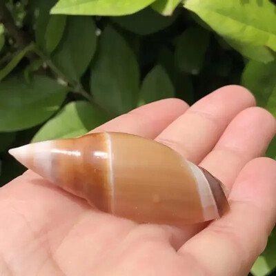 Ερημίτης Αντικατάσταση καβουριού Shell Fish Tank Aquarium Εξωραϊσμός Φυσικό κέλυφος Conch Διακόσμηση σπιτιού