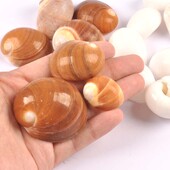 4db natúr spirális kagyló Scrapbooking kézműves fehér/barna kagylók akvárium díszekhez otthoni barkács dekoráció 3-5cm TRS0429