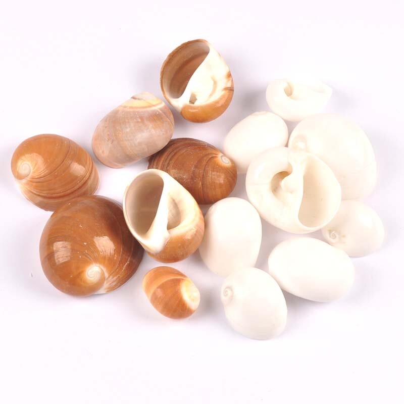 4db natúr spirális kagyló Scrapbooking kézműves fehér/barna kagylók akvárium díszekhez otthoni barkács dekoráció 3-5cm TRS0429