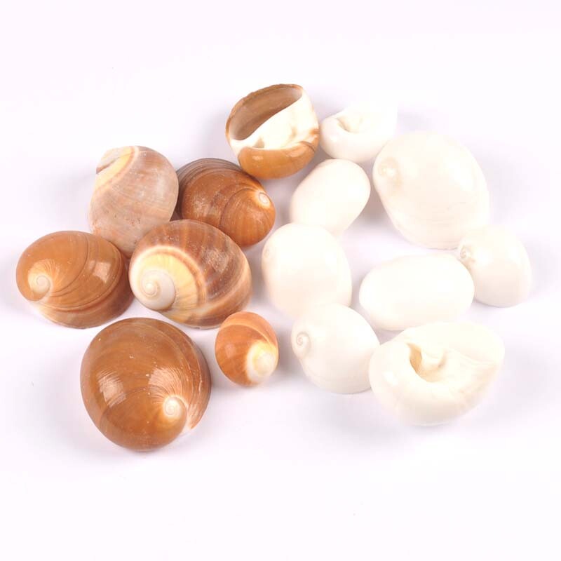 4db natúr spirális kagyló Scrapbooking kézműves fehér/barna kagylók akvárium díszekhez otthoni barkács dekoráció 3-5cm TRS0429