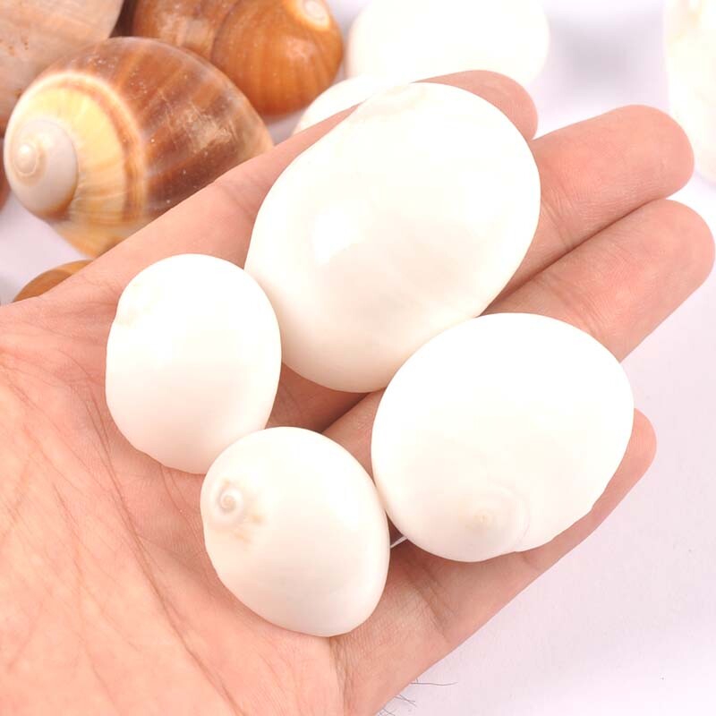 4db natúr spirális kagyló Scrapbooking kézműves fehér/barna kagylók akvárium díszekhez otthoni barkács dekoráció 3-5cm TRS0429