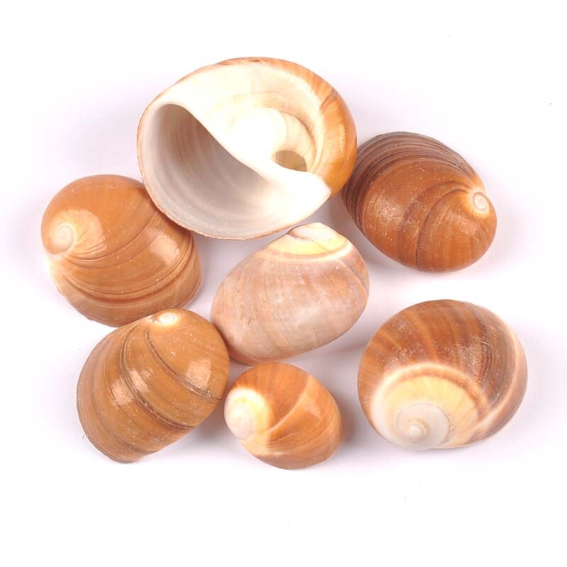 4db natúr spirális kagyló Scrapbooking kézműves fehér/barna kagylók akvárium díszekhez otthoni barkács dekoráció 3-5cm TRS0429