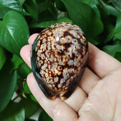 7-8CM Humpback Cowrie Seahells Черупки на костенурки Shape Conch Natural Mauritia Mauritiana Wedding Decor Ocean Jewelry Coast Gifts
