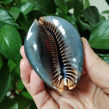 7-8CM Humpback Cowrie Seahells Черупки на костенурки Shape Conch Natural Mauritia Mauritiana Wedding Decor Ocean Jewelry Coast Gifts