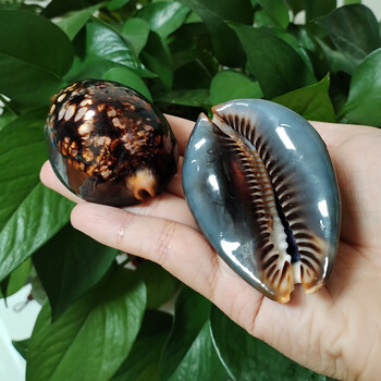 7-8CM Humpback Cowrie Seahells Черупки на костенурки Shape Conch Natural Mauritia Mauritiana Wedding Decor Ocean Jewelry Coast Gifts