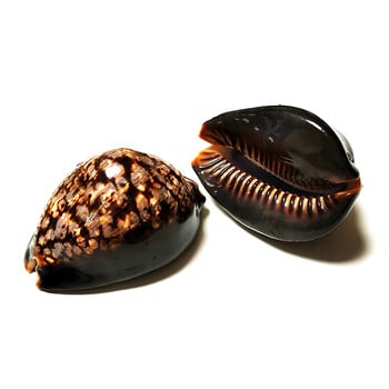 7-8CM Humpback Cowrie Seahells Черупки на костенурки Shape Conch Natural Mauritia Mauritiana Wedding Decor Ocean Jewelry Coast Gifts