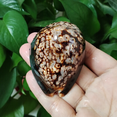 7-8CM Humpback Cowrie Seahells Черупки на костенурки Shape Conch Natural Mauritia Mauritiana Wedding Decor Ocean Jewelry Coast Gifts