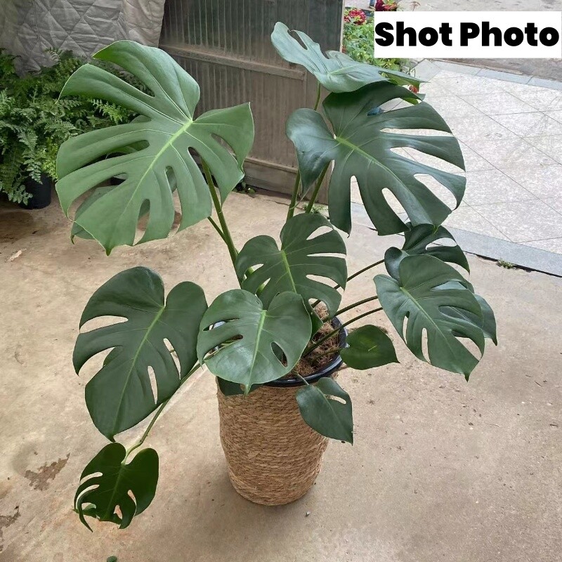 Visoka košara za žardinjere od prirodnog pruća Posuda za cvijeće Dekoracija kućnog vrta Kanta za rublje Košare za pohranu prljave odjeće Držači igračaka