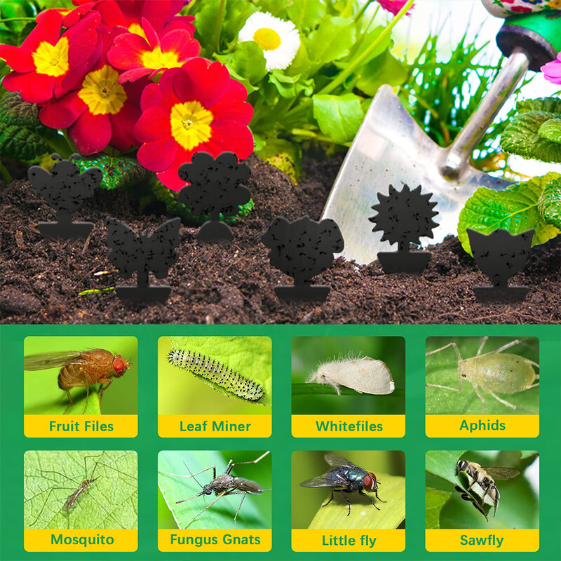 60 vnt. Juodos lipnios musių gaudyklės vabzdžių gaudyklės Dvipusės musių gaudyklės augalų kenkėjų kontrolės Stiprūs klijai amarams uodams