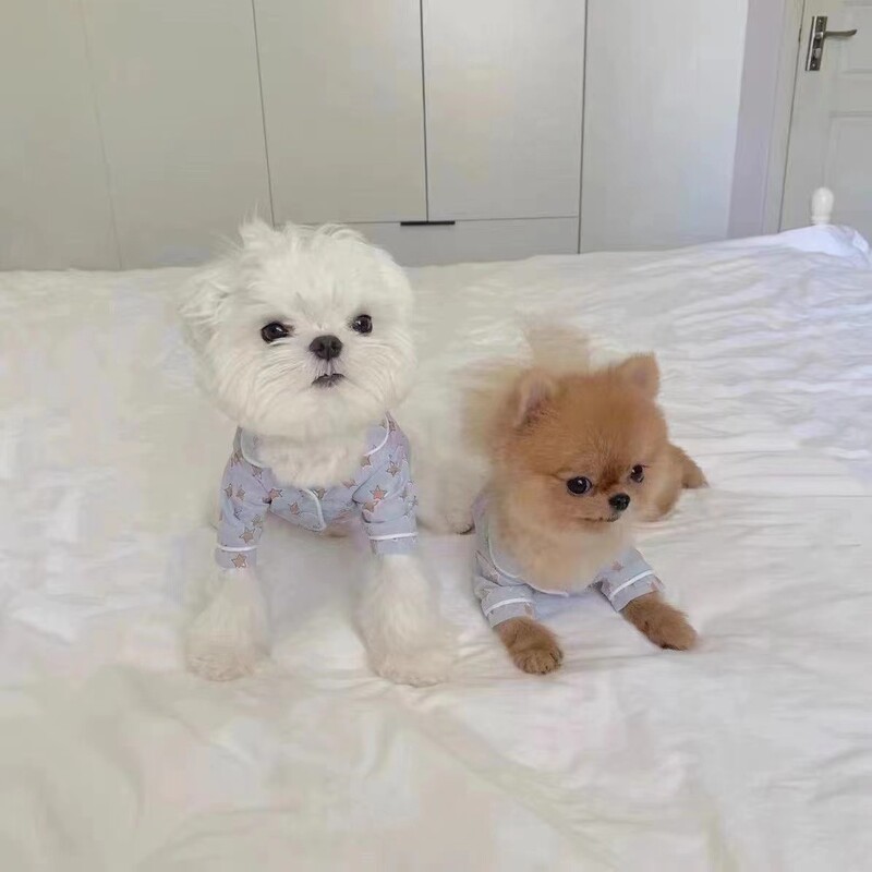 Korean INS Pet Dog Cat Clothes Crtane pidžame Noćna kapa Set Thin Rection Maltese French Dou