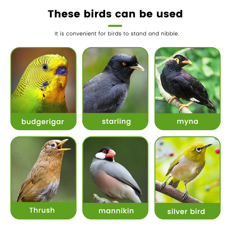 Papūgos lesyklėlė paukščių sėdėjimo rėmas Linksmas paukščių narvelis lesyklėlė Papūgos maitinimo žaislas Plastikinis naminių gyvūnėlių šėrimo reikmenys Papūgos maitinimo žaislas