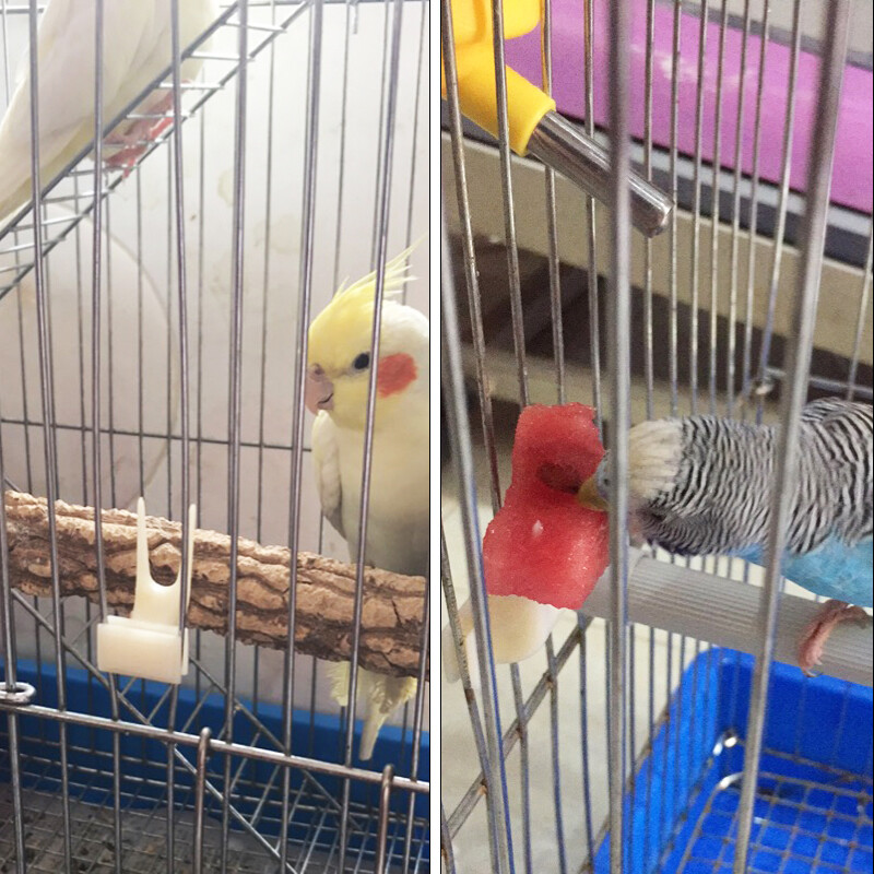 10 db Madarak Papagájok Gyümölcsvillák Műanyag eledeltartó Ketrecben etető Madáretető Papagáj kisállat madár műanyag eledeltartó Kisállatkellékek