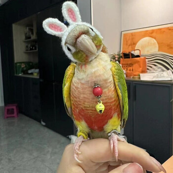 Budgerigar Cockatiel παιωνία Παπαγάλος Πουλί Καπέλο κατοικίδιο ζώο μαλλί βελονάκι Πλεκτό Μικρό Μαλλιά Κασκόλ Κάλυμμα Πουλιά Παιχνίδια