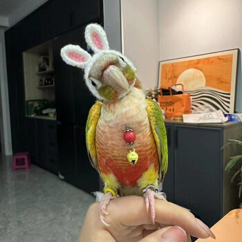 Budgerigar Cockatiel παιωνία Παπαγάλος Πουλί Καπέλο κατοικίδιο ζώο μαλλί βελονάκι Πλεκτό Μικρό Μαλλιά Κασκόλ Κάλυμμα Πουλιά Παιχνίδια