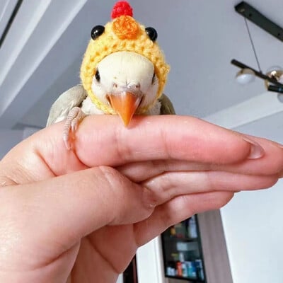 Papūgos papūgos kačiukas Bijūnų papūga paukščių kepurė naminių gyvūnėlių vilnos nėrimo megzti maži plaukų apdangalai, galvos apdangalai, apdangalai, paukščiai, žaislai