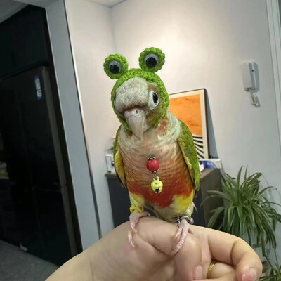 Papūgos papūgos kačiukas Bijūnų papūga paukščių kepurė naminių gyvūnėlių vilnos nėrimo megzti maži plaukų apdangalai, galvos apdangalai, apdangalai, paukščiai, žaislai