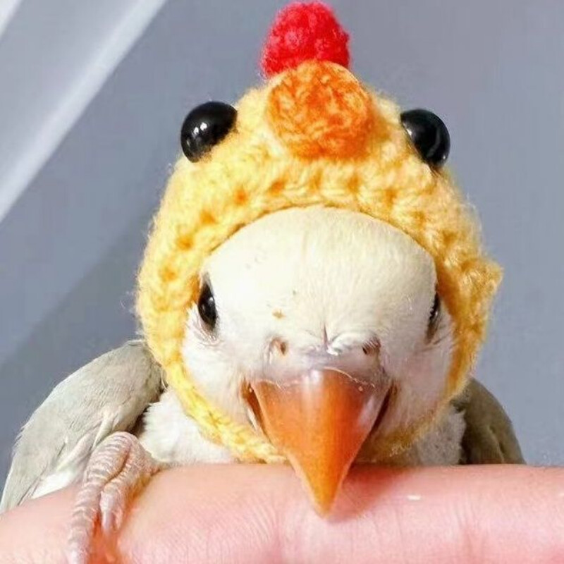 Papūgos papūgos kačiukas Bijūnų papūga paukščių kepurė naminių gyvūnėlių vilnos nėrimo megzti maži plaukų apdangalai, galvos apdangalai, apdangalai, paukščiai, žaislai