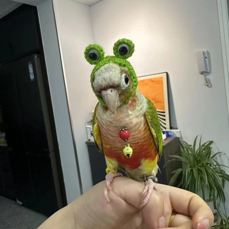 Papūgos papūgos kačiukas Bijūnų papūga paukščių kepurė naminių gyvūnėlių vilnos nėrimo megzti maži plaukų apdangalai, galvos apdangalai, apdangalai, paukščiai, žaislai