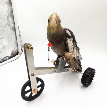 1 Σετ Παιχνίδι Ποδήλατο Εκπαίδευσης Parrot Funny Bird Cockatiel Conure Parakeet Mini Metal 4-Wheels Bike Foot Exercising Toy