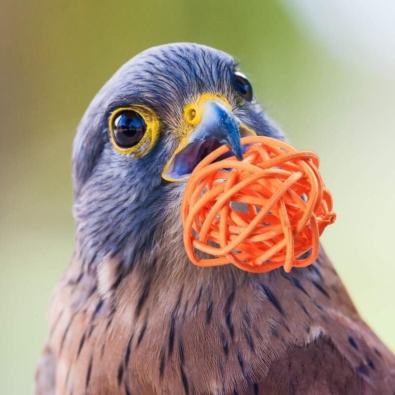 5/10 vnt Naminių paukščių rotango rutulinis žaislas papūga kramtomieji žaislai banguotoms papūgoms žiurkėnams zuikiui, pasidaryk pats, dekoravimo kamuoliukas atsitiktinių spalvų