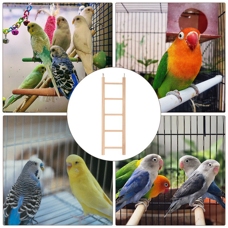 Papagailis Kāpnes Mazi Putni Rotaļlietas Papagailis Rotaļlaukums Kāmja Tilts Kāpšana Slīpēšanas Kāpnes