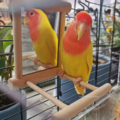Drevená vtáčia zrkadlová hračka so stojanom na bidlo pre papagája, andulku, andulku, korelu, conure finch, lovebird, kanárik, ara, kakadu.