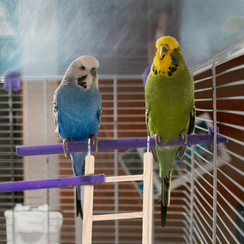Papagailis Koka kāpnes Papagaiļu būris Rotaļlieta Pret kodumiem Putnu Rotaļlietas Rotaļu laukums piekārts