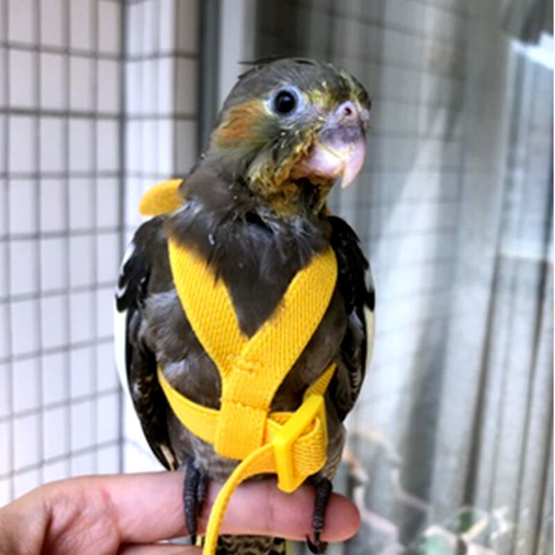 Harnaș zburător pentru papagal, costum de lesă, pasăre pentru animale de companie, frânghie pentru antrenament de zbor în aer liber, provizii pentru calopsițe, accesorii Macaw, lucruri pentru budgie