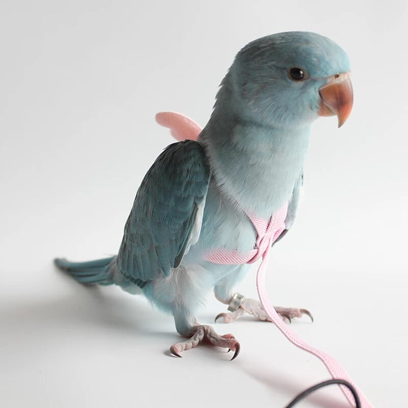 Harnaș zburător pentru papagal, costum de lesă, pasăre pentru animale de companie, frânghie pentru antrenament de zbor în aer liber, provizii pentru calopsițe, accesorii Macaw, lucruri pentru budgie