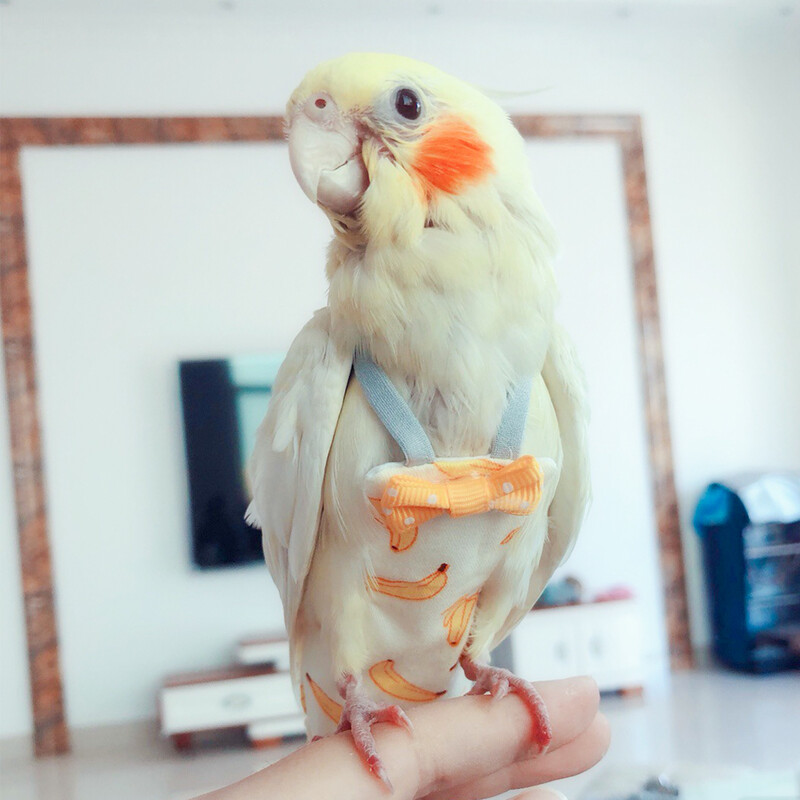 Papagaiļa autiņbiksītes ar tauriņu jauks krāsains auglis, zieds, kaktis, baloži, mazi, vidēji lieli, mājdzīvnieki putni lidojuma uzvalks, drēbes mazgājamas