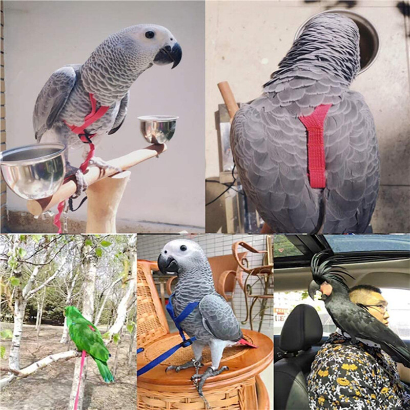 Pretkodienu siksnas siksnas komplekts Papagaiļu iejūga neilona virve Regulējama lidošanas apmācības dizains Piemērots Parrot Conures Bird