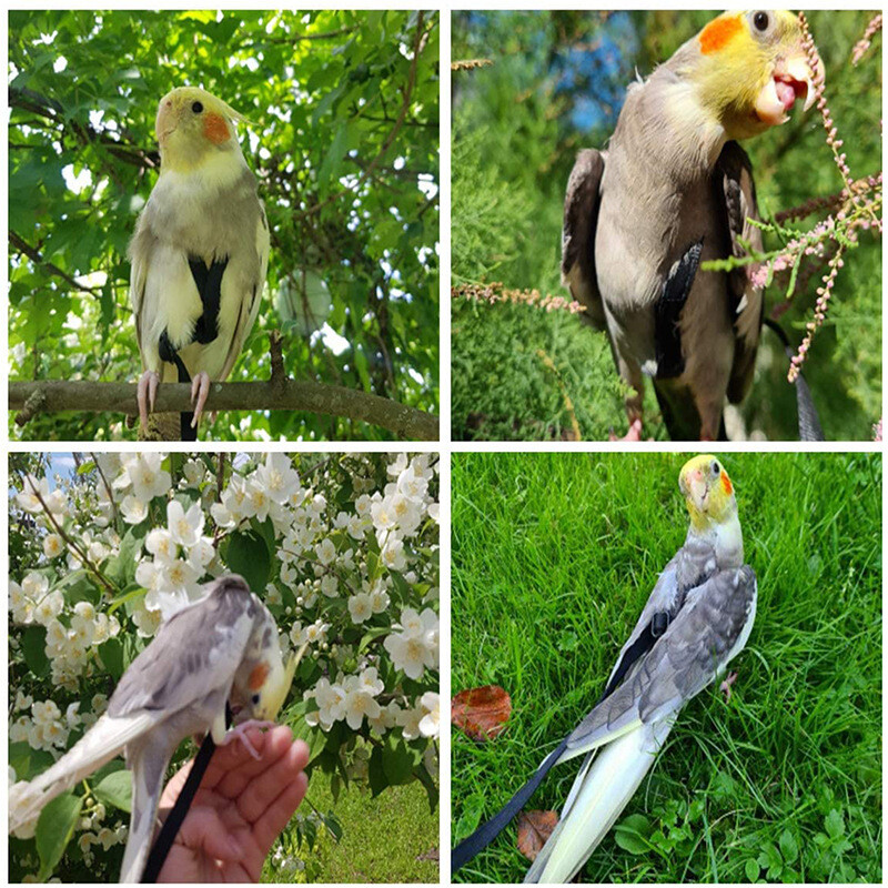 Pretkodienu siksnas siksnas komplekts Papagaiļu iejūga neilona virve Regulējama lidošanas apmācības dizains Piemērots Parrot Conures Bird