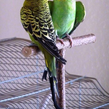 Bird Parrot Cage Toys Training Shape T Perch Grinding Chewing Parakeet Παιχνίδι με βάση από φυσικό ξύλο