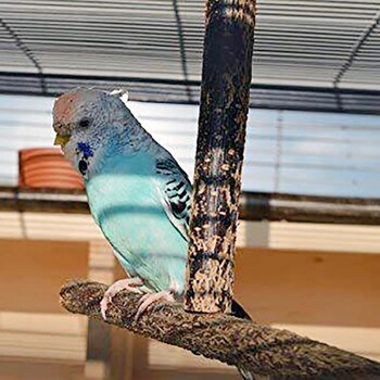 Bird Parrot Cage Toys Training Shape T Perch Grinding Chewing Parakeet Παιχνίδι με βάση από φυσικό ξύλο