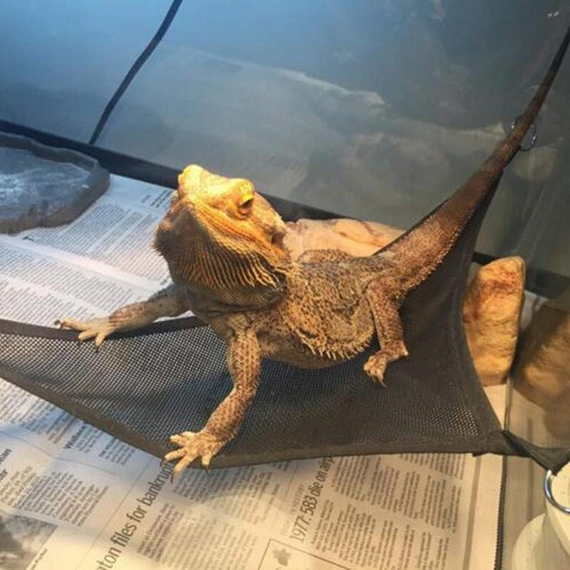 Roplių hamako gultų kopėčių priedų rinkinys dideliems mažiems barzdotiems drakonams Anole Geckos driežams ar gyvatėms Roplių aksesuarai