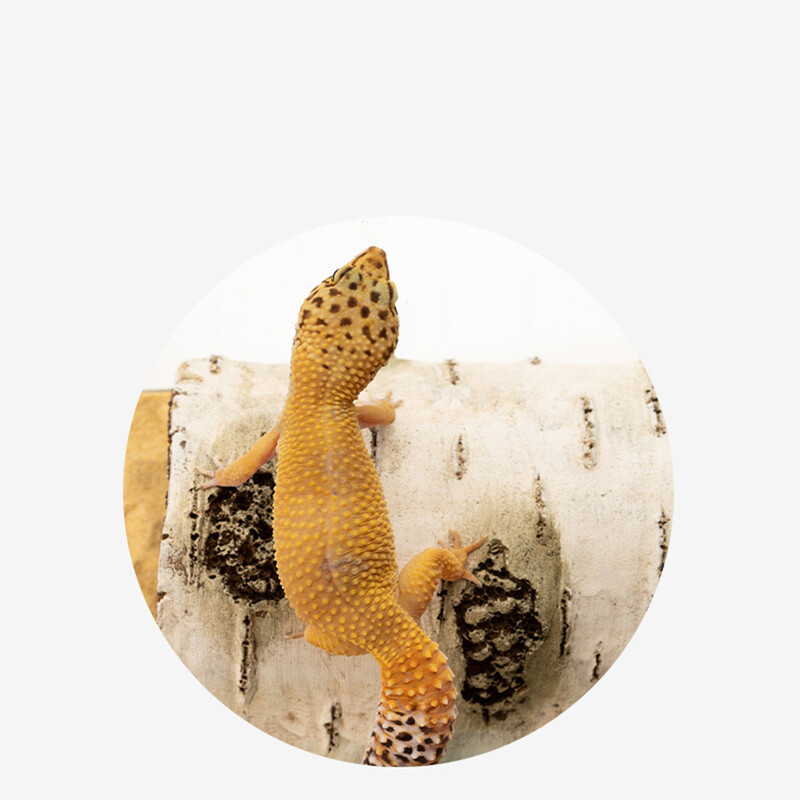 Ρητίνη Μεγάλο Ερπετό Απόκρυψη Ξύλινο Φλοιό Εμφάνιση Κρησφύγετο Σπίτι Κρύψιμο Σπήλαιο Καταφύγιο για Διακόσμηση Ενδιαιτημάτων Ερπετών