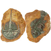 2 τμχ Προσομοιωμένη Ρητίνη Απολιθωμένο Γκέκο Ερπετοειδών Διακοσμήσεις Terrarium για Διακοσμητικά Αξεσουάρ Δεξαμενής Ψαριών Σέρνεται Τοπίο