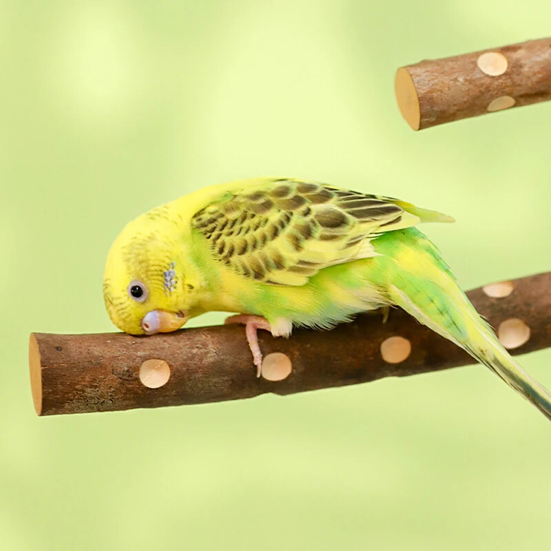 15/20/30 cm Medinis paukščių letenų snapas šlifavimo strypas, stovimas pagaliukas, letenas paukščių reikmenys narvų priedai Papūgos stoties šlifavimo stovas žaislas
