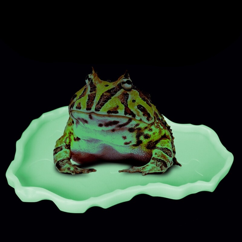 Boluri pentru hrănire pentru reptile, terariu, farfurie cu vierme, pentru hrănire pentru reptile, cu vierme, castron din plastic pentru broaște, gecko, șarpe, păianjeni, broaște țestoase